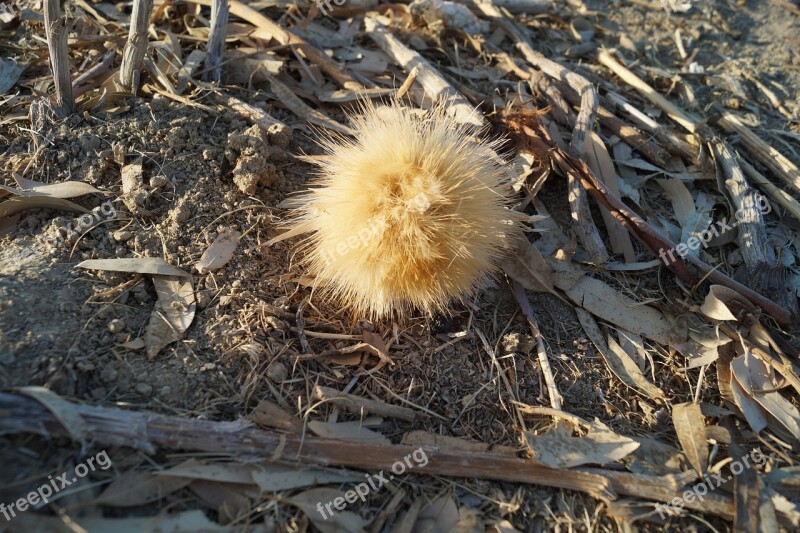 Thistle Dry Odkvetlý Arid Drought