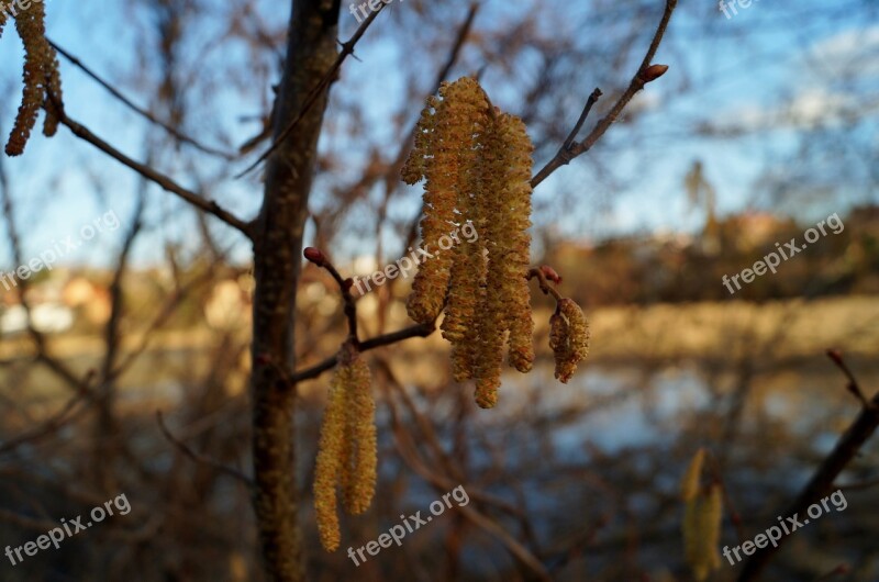 Catkin Spring Hazel Catkins Signs Of Spring