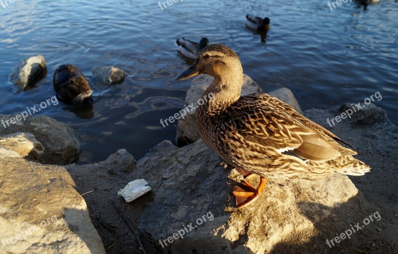 Duck Water Bird Pond Water Wild