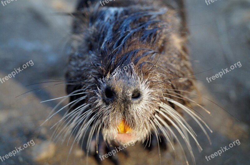 Nutria Head Teeth Beard Pond