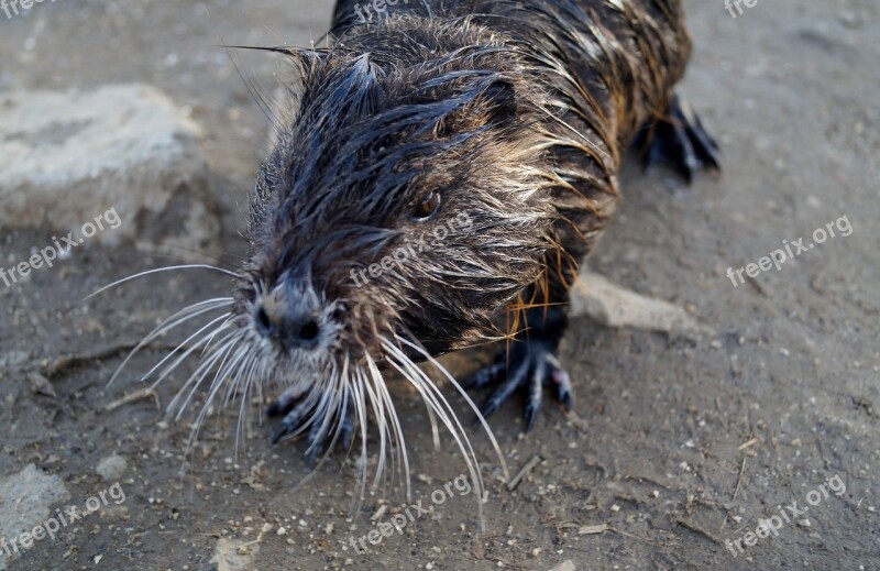 Nutria Pond Animal Wild Cub