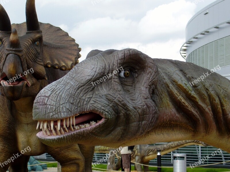 Dinosaur Brontosaurus Head Teeth Extinct