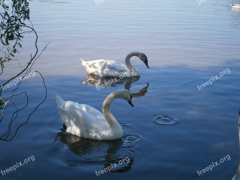 Swan Pond White Blue Swans