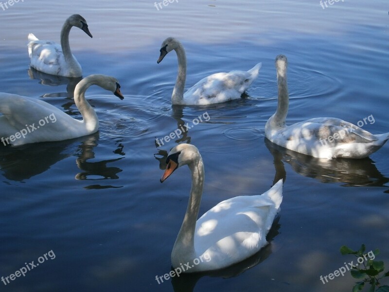 Swan Swans Birds Water Bird Pond