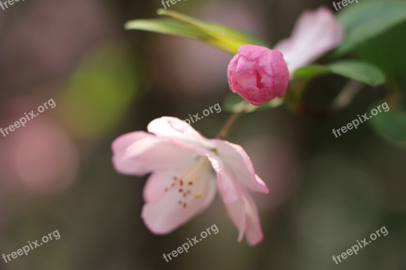 Red Poppy Cherry Blossom Flower Plant Nature