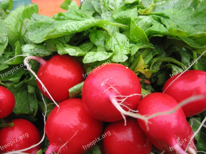 Radish Food Vegetable Free Photos