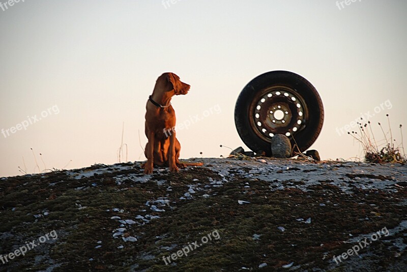 Dog Hungarian Viszla The Archipelago Tires Free Photos