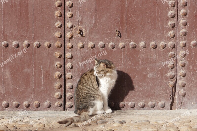 Cat Old Door Marocco Free Photos