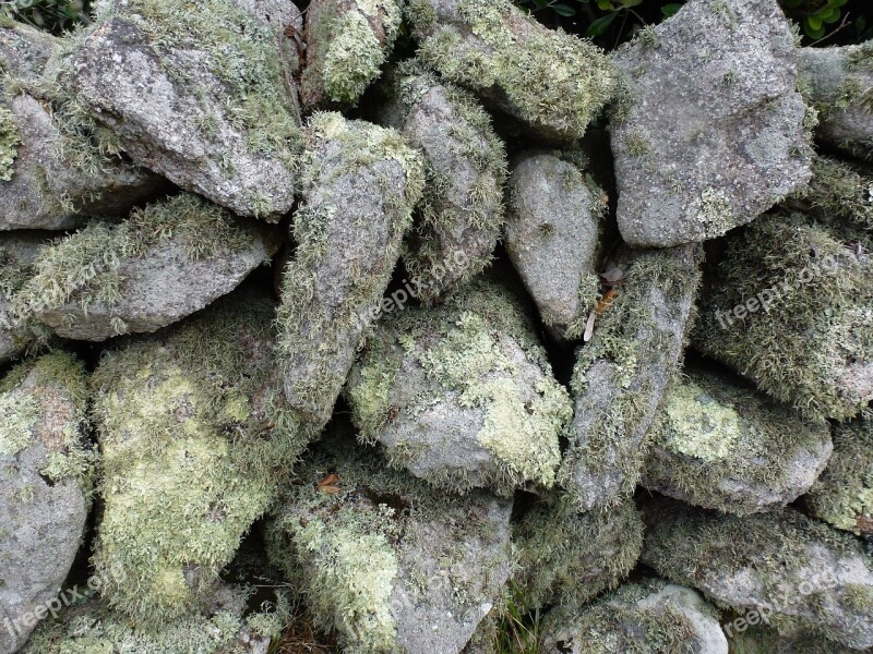 Lichen Stone Texture Moss Textured