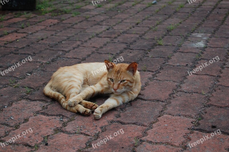 Cat Ginger Rangers Free Photos