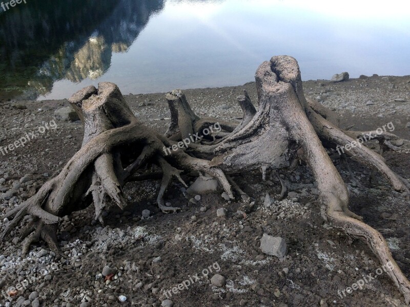 Tree Stump Devoured Nature Branches Overgrown