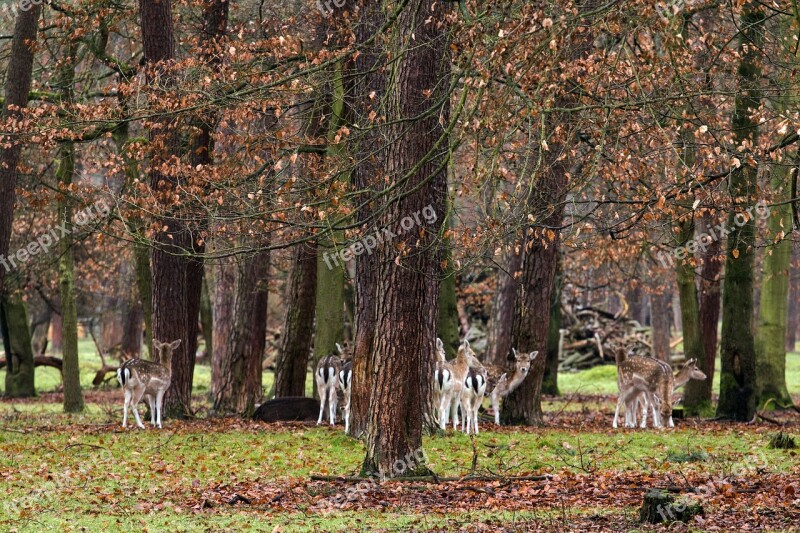 Wild Fallow Deer Red Deer Free Photos