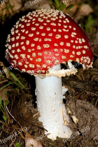 Mushroom Red Fly Agaric Mushroom Matryoshka Free Photos