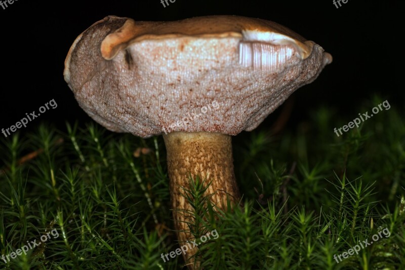 Mushroom Common Tylopilus Macro Bitterling Free Photos