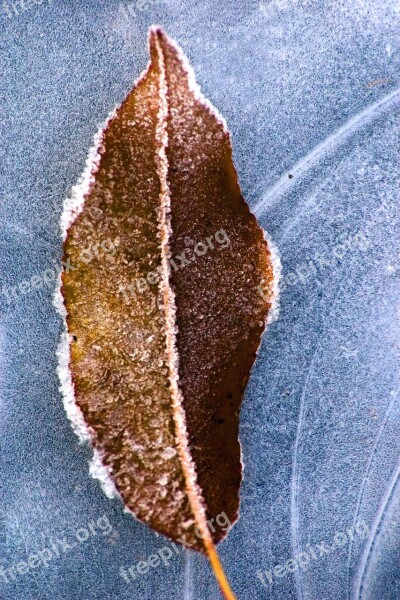 Leaf Frost Ice On Frozen Dry