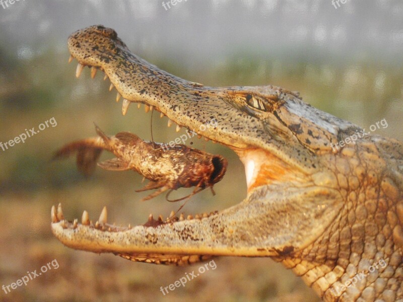 Animal Eaten Crocodile Free Photos