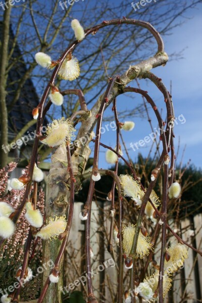 Willow Catkin Tree Spring Blossom Bloom