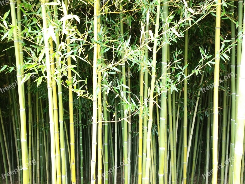 Bamboo Wall Green Nature Plant