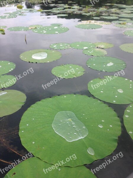 Lily Pad Lake Green Nature Aquatic