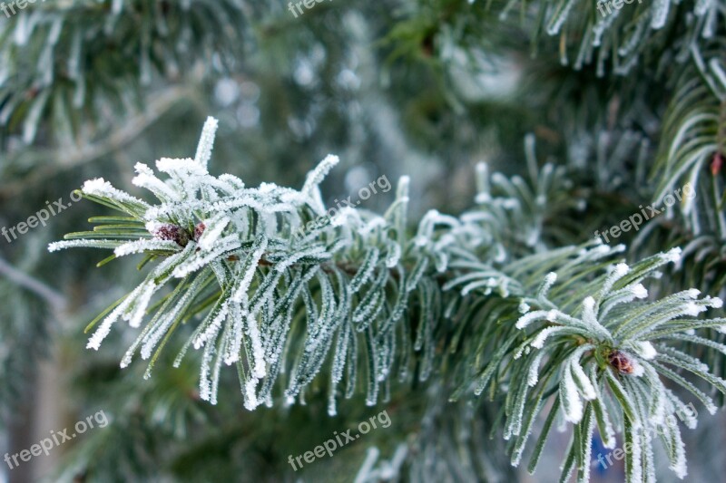 Winter Fir Tree Ice Frost Ripe