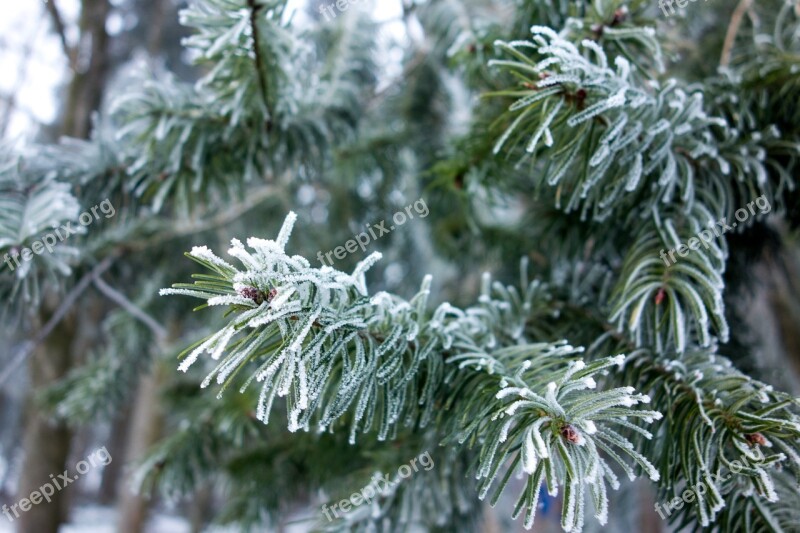 Winter Fir Tree Ice Frost Ripe