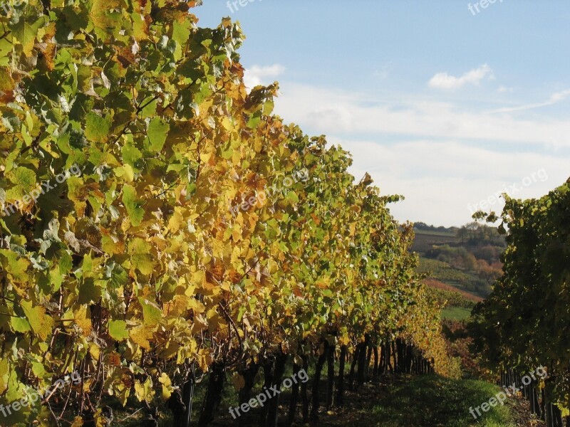 Vines Winemaker Vineyard Winegrowing Wine Growing Area