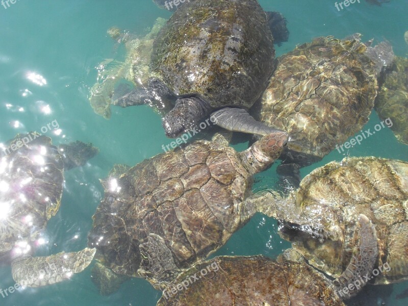 Turtle Water Nature Sea Ocean