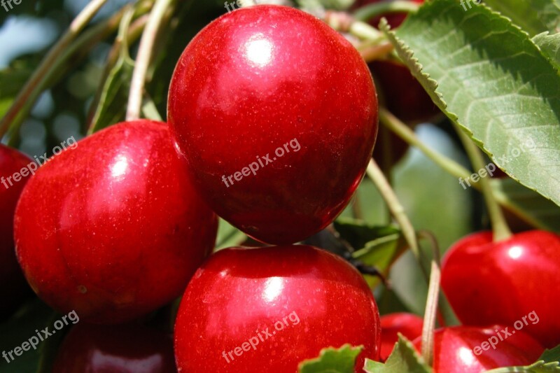 Cherries Fruit Summer Nature Cherry