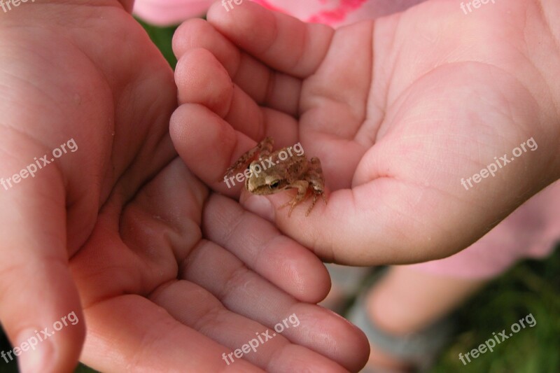 Hands żabka Child Care Frog The Frog