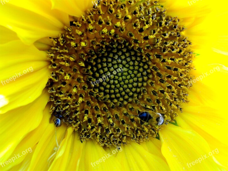 Sunflower Flowers Wildlife Sunflowers Free Photos