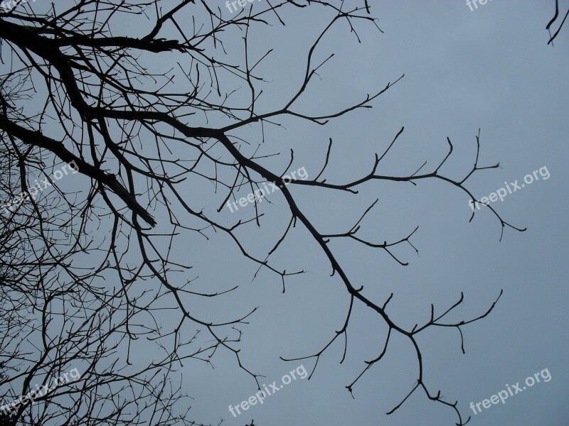 Flying Dry Twigs Nature Old Tree Dry Tree Autumn