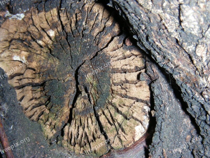 Wood Age Dried Up Macro Free Photos