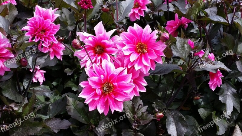 Pink Flowers Pink White Nature Free Photos