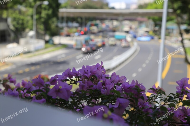 Flower Violet Singapore Traffic Free Photos