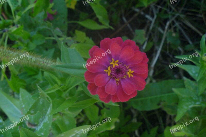 Pink Zinnia Flower Summer Color