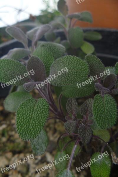 Purple Sage Plant Flower Leaf