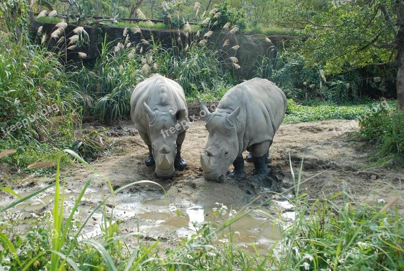 Couple Animal Love Nature Rhino