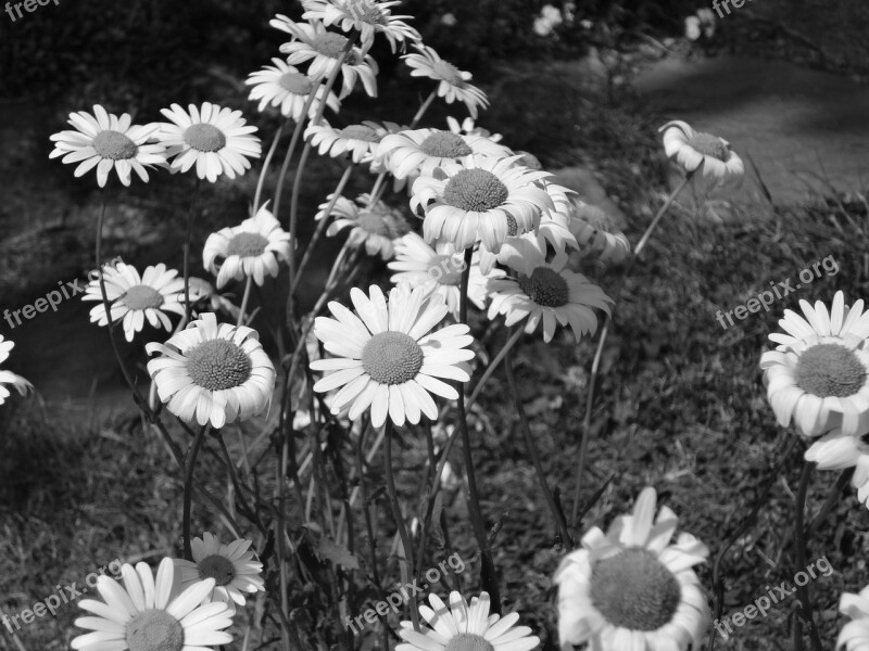 Flower Daisy Black And White Spring White