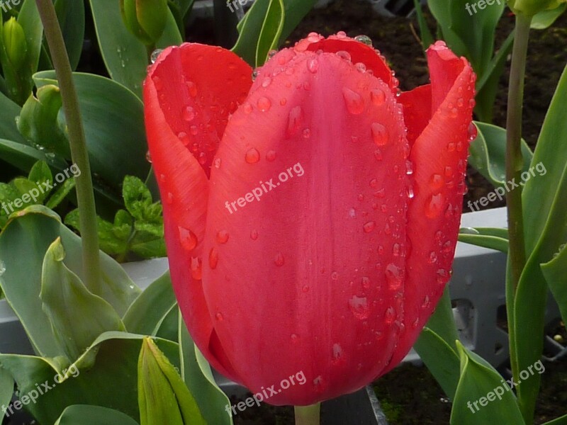 Flower Tulip Red Spring Rain