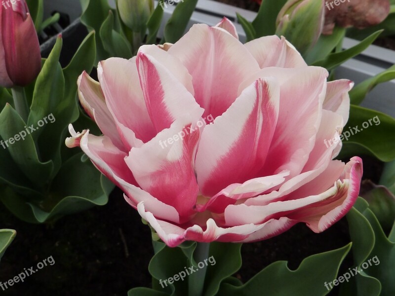 Flower Tulip Flower Double Wirosa Free Photos