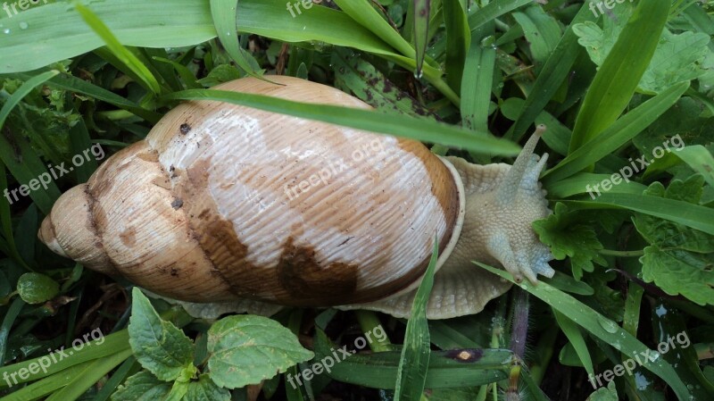 Conch Snail Mollusk Shell Free Photos