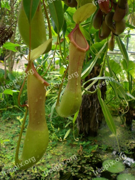 Pitcher Plant Jungle Nature Rainforest Tropical