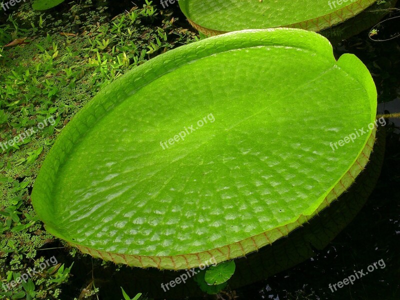 Water Lily Giant Water Lily Tropical Jungle Lake