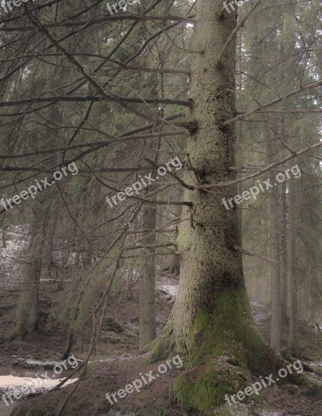 Forest Atmosphere Nature Beautifully Mist