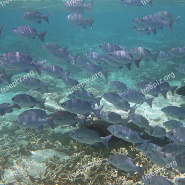 Sea Fish Fish Swarm Blue Ocean