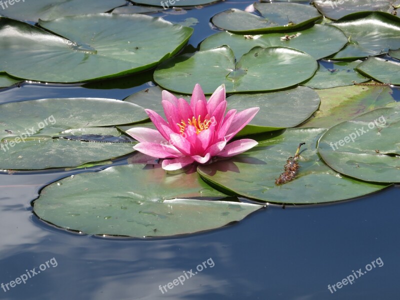 Water Lily Blossom Bloom Aquatic Plant Nuphar Lutea