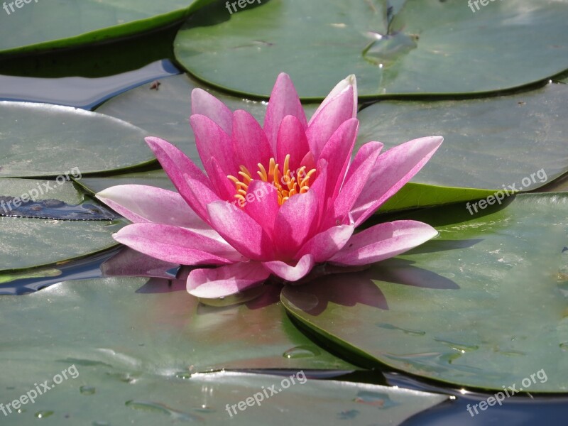 Water Lily Water Blossom Bloom Aquatic Plant