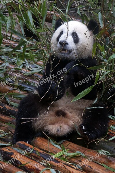 Panda Giant Panda Bear White Black