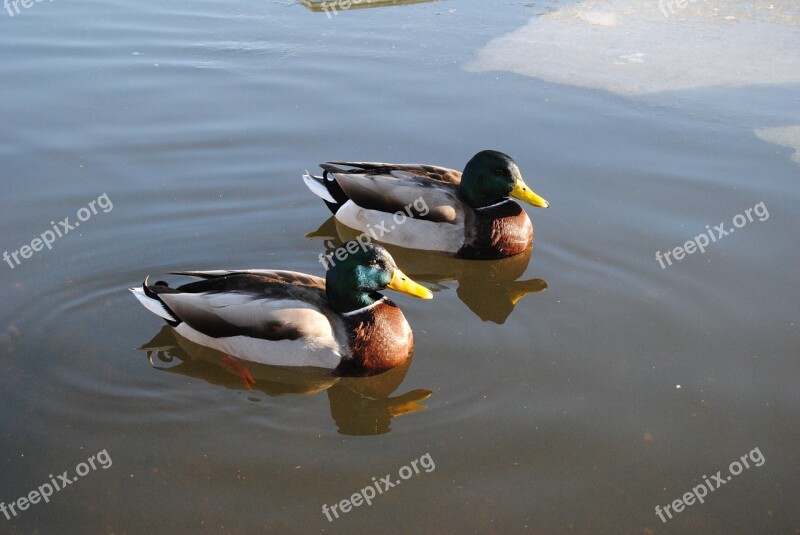 Ducks Water Nature Bird Wildlife