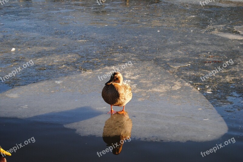 Duck Reflection Ice Water Nature